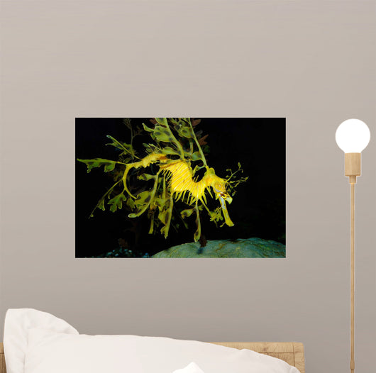 Leafy Seadragon Phycodurus Eques Wall Decal Design 1