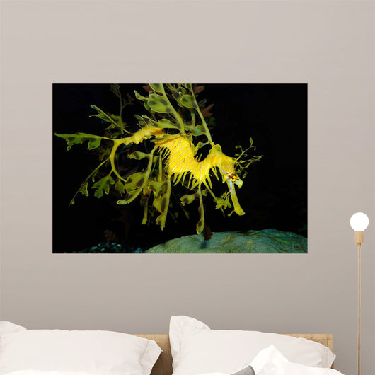 Leafy Seadragon Phycodurus Eques Wall Decal Design 1
