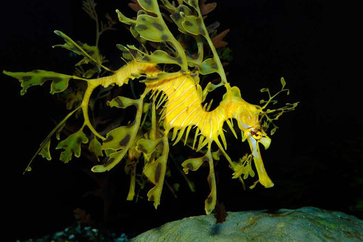 Leafy Seadragon Phycodurus Eques Wall Decal Design 1