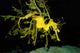 Leafy Seadragon Phycodurus Eques Wall Decal Design 1