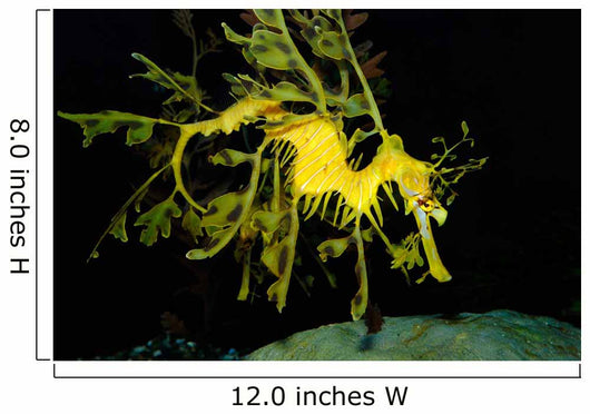 Leafy Seadragon Phycodurus Eques Wall Decal Design 1