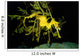 Leafy Seadragon Phycodurus Eques Wall Decal Design 1