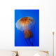 Pacific Sea Nettle Chrysaora Wall Decal Design 2
