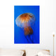Pacific Sea Nettle Chrysaora Wall Decal Design 2