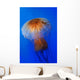 Pacific Sea Nettle Chrysaora Wall Decal Design 2