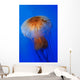 Pacific Sea Nettle Chrysaora Wall Decal Design 2
