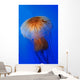 Pacific Sea Nettle Chrysaora Wall Decal Design 2