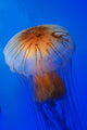 Pacific Sea Nettle Chrysaora Wall Decal Design 2
