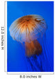 Pacific Sea Nettle Chrysaora Wall Decal Design 2