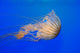 Pacific Sea Nettle Chrysaora Wall Decal Design 1