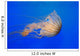 Pacific Sea Nettle Chrysaora Wall Decal Design 1