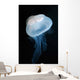 Moon Jellyfish Aurelia Aurita Wall Decal Design 8