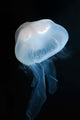 Moon Jellyfish Aurelia Aurita Wall Decal Design 8