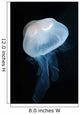 Moon Jellyfish Aurelia Aurita Wall Decal Design 8