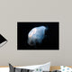 Moon Jellyfish Aurelia Aurita Wall Decal Design 7