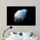 Moon Jellyfish Aurelia Aurita Wall Decal Design 7