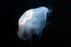 Moon Jellyfish Aurelia Aurita Wall Decal Design 7
