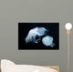 Moon Jellyfish Aurelia Aurita Wall Decal Design 6
