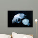 Moon Jellyfish Aurelia Aurita Wall Decal Design 6