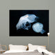 Moon Jellyfish Aurelia Aurita Wall Decal Design 6
