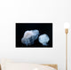 Moon Jellyfish Aurelia Aurita Wall Decal Design 5