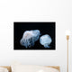 Moon Jellyfish Aurelia Aurita Wall Decal Design 5