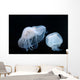 Moon Jellyfish Aurelia Aurita Wall Decal Design 5