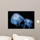 Moon Jellyfish Aurelia Aurita Wall Decal Design 4