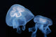 Moon Jellyfish Aurelia Aurita Wall Decal Design 4