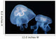 Moon Jellyfish Aurelia Aurita Wall Decal Design 4