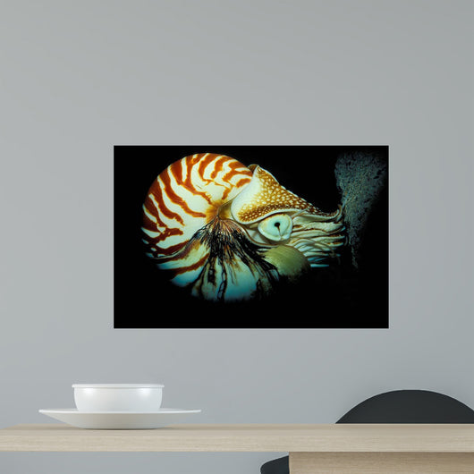 Chambered Nautilus Nautilus Pompilius Wall Decal