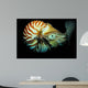 Chambered Nautilus Nautilus Pompilius Wall Decal