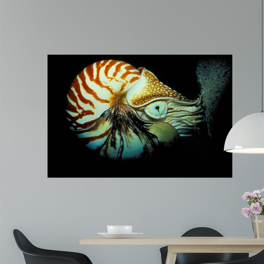 Chambered Nautilus Nautilus Pompilius Wall Decal