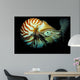 Chambered Nautilus Nautilus Pompilius Wall Decal