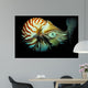 Chambered Nautilus Nautilus Pompilius Wall Decal