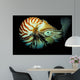Chambered Nautilus Nautilus Pompilius Wall Decal
