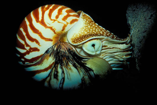 Chambered Nautilus Nautilus Pompilius Wall Decal