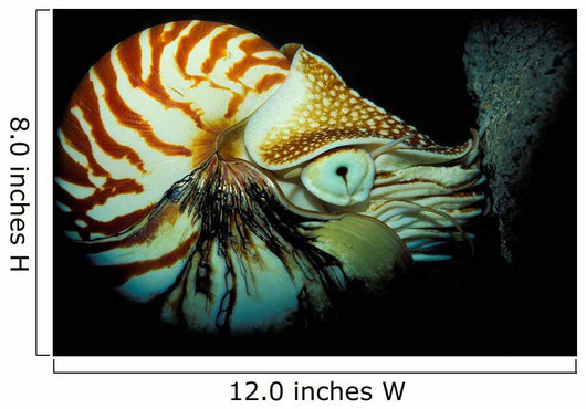 Chambered Nautilus Nautilus Pompilius Wall Decal