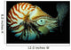 Chambered Nautilus Nautilus Pompilius Wall Decal