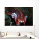 Giant Pacific Octopus Enteroctopus Wall Decal Design 2