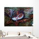 Giant Pacific Octopus Enteroctopus Wall Decal Design 1