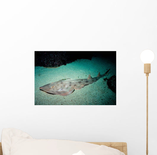 Shovelnose Guitarfish Eastern Pacific Wall Decal