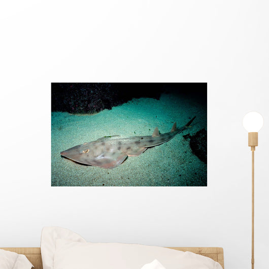 Shovelnose Guitarfish Eastern Pacific Wall Decal