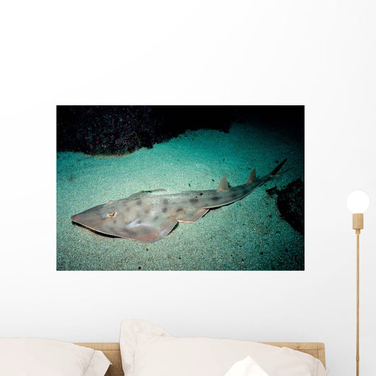Shovelnose Guitarfish Eastern Pacific Wall Decal