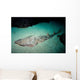 Shovelnose Guitarfish Eastern Pacific Wall Decal