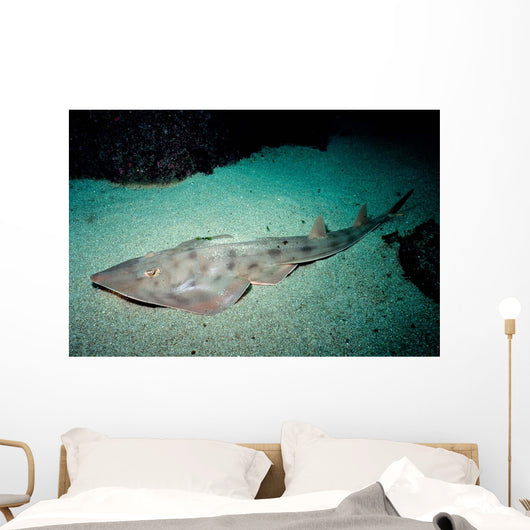 Shovelnose Guitarfish Eastern Pacific Wall Decal