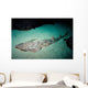 Shovelnose Guitarfish Eastern Pacific Wall Decal