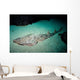 Shovelnose Guitarfish Eastern Pacific Wall Decal