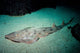 Shovelnose Guitarfish Eastern Pacific Wall Decal