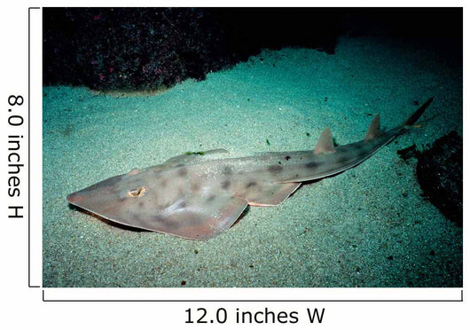 Shovelnose Guitarfish Eastern Pacific Wall Decal